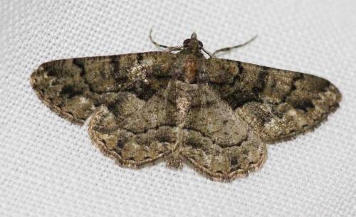 Réf. 255 368 : Peribatodes ilicaria